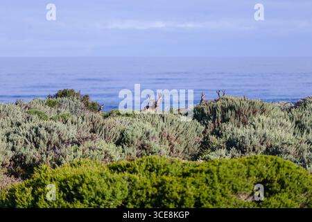 Pebble Beach, Californie - 21 mai 2016 : paysages des liens de la baie espagnole à la station balnéaire Pebble Beach Banque D'Images