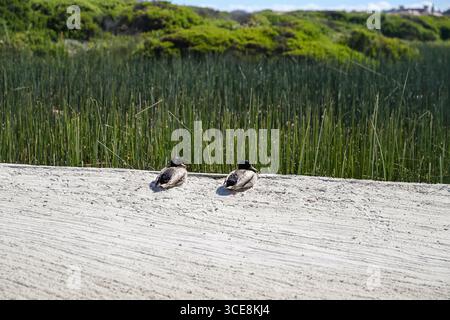 Pebble Beach, Californie - 21 mai 2016 : canards dans un piège à sable à Links of Spanish Bay au Pebble Beach Resort Banque D'Images