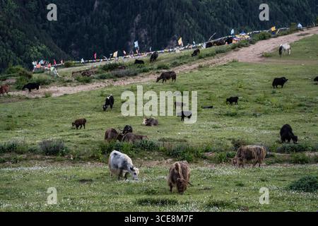 Troupeau de yaks de pâturage, Bos grunniens, village tibétain de Shuangdiao, ville de Siguniangshan, montagnes de Qionglai, préfecture autonome tibétaine de Ngawa et Qiang Banque D'Images