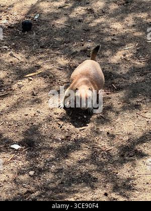 Un chien de prairie se tient alerte sur une surface de terre, entouré de brindilles et d'ombres éparpillées, créant une atmosphère boisée naturelle et sereine Banque D'Images