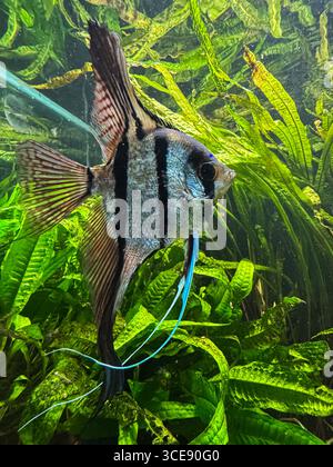 Un poisson frappant aux rayures audacieuses nage gracieusement parmi les plantes vertes vibrantes dans un aquarium d'eau douce, mettant en valeur la beauté tranquille de la vie aquatique Banque D'Images