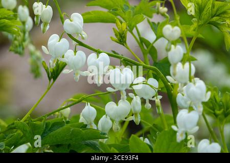 Lamprocapnos spectabilis Alba, coeur saignant blanc, en forme de coeur, fleurs blanches pendent de tiges arquées Banque D'Images