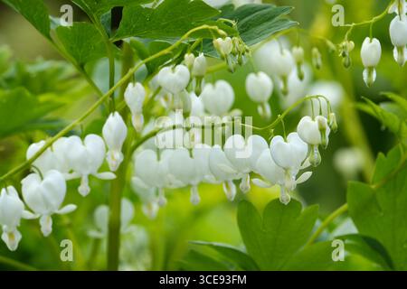 Lamprocapnos spectabilis Alba, coeur saignant blanc, en forme de coeur, fleurs blanches pendent de tiges arquées Banque D'Images