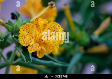 Gros plan de fleur jaune de quatre heures avec des taches rouges en pleine floraison, entouré de feuillage vert au Portugal. Banque D'Images
