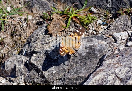 Papillon peint Lady assise sur un rocher au soleil Banque D'Images