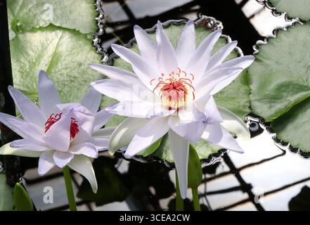 Nénuphar, Nymphaea 'Kew's Kabuki', Nymphaeaceae. Kew Gardens. Nymphaea 'Kew's Kabuki' est un nénuphar hybride. Banque D'Images