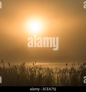 Soleil levant dans la brume sur le Somerset Levels UK tôt le matin avec des lits de roseaux au premier plan et des oiseaux survolant Banque D'Images