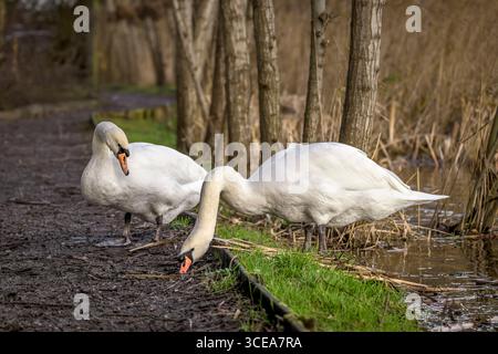 Couple de cygne muet ou compagnons de cygne se nourrissant sur le chemin sur les niveaux Somerset, Royaume-Uni Banque D'Images