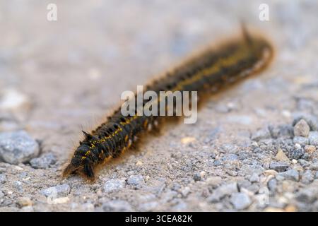 chenille à papillons de nuit sur un chemin dans le Somerset au royaume-uni, nommée pour boire de la rosée dans l'herbe Banque D'Images