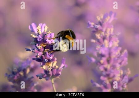 Bourdon à queue blanche recueillant le pollen de la lavande juste après le lever du soleil Banque D'Images