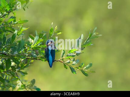 Kingfisher mâle attendant patiemment sur la branche avec un beau fond diffus, pris dans Somerset Banque D'Images