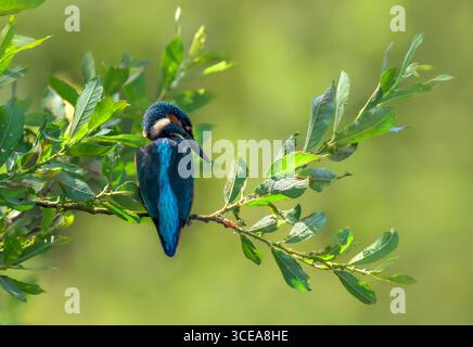 Kingfisher mâle attendant patiemment sur la branche avec un beau fond diffus, pris dans Somerset Banque D'Images