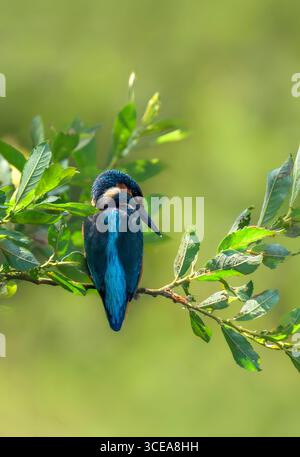 Kingfisher mâle attendant patiemment sur la branche avec un beau fond diffus, pris dans Somerset Banque D'Images