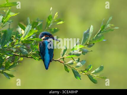 Kingfisher mâle attendant patiemment sur la branche avec un beau fond diffus, pris dans Somerset Banque D'Images