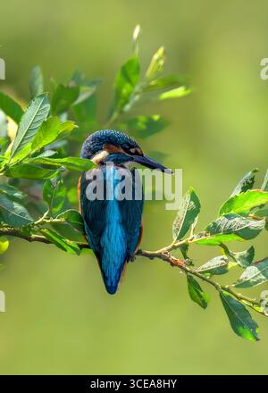 Kingfisher mâle attendant patiemment sur la branche avec un beau fond diffus, pris dans Somerset Banque D'Images