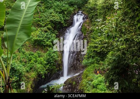 Petite cascade près des cascades jumelles Git Git plus grandes dans le nord de Bali. Entouré par la croissance luxuriante de la forêt tropicale humide. Banque D'Images