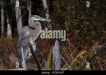 Grand héron bleu sur des bûches de bois. Ardea herodias au marais de Cherry Pond. Grand oiseau aux longues pattes explorant les terres humides dans le parc Orford SEPAQ Banque D'Images