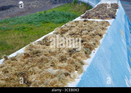 Des algues sèches s'accrochent au rebord supérieur d'une digue en mosaïque peinte au-dessus du rivage rocheux le long du sentier côtier de l'OHI dans la ville de Jeju. Banque D'Images