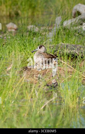 Une poule de canard à oreilles roses avec sa couvée de cinq jeunes poussins sur un nid de monticule caché parmi les roseaux alors qu'elle les réchauffe dans le soleil de l'après-midi. Banque D'Images