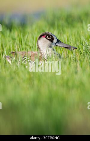 Nageant à travers et partiellement obscurci par un épais lit de roseaux vert, un seul canard mâle aux oreilles roses vérifie la rive du lac qui approche pour détecter des signes de danger. Banque D'Images