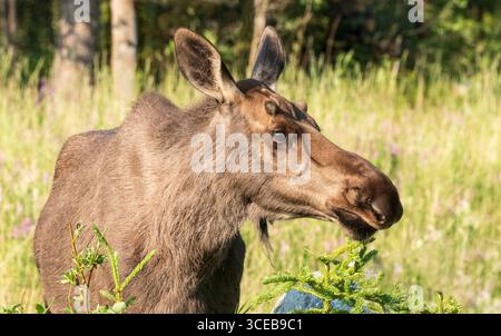 Taureau à anneau levain d'orignal ; Amérique du Nord ; États-Unis ; Alaska ; faune ; cerfs; orignal : alces alces gigas ; été ; se nourrissant de saules Banque D'Images
