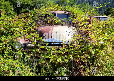 Un pick-up Chevrolet Advance-Design usé disparaît lentement sous des vignes de mûres et d'autres végétations dans le Nord-Ouest du Pacifique Banque D'Images