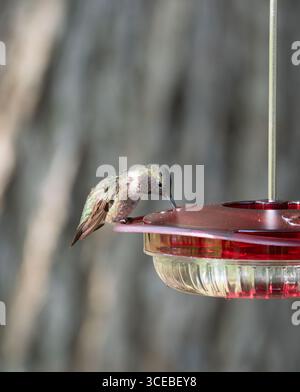 Colibris mâle adulte à gorge de rubis buvant du nectar alors qu'il était perché sur une mangeoire de colibris. Photographié avec une faible profondeur de champ dans les summerti Banque D'Images