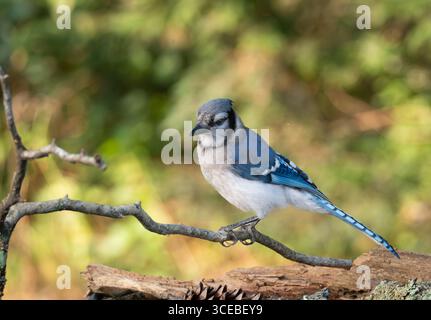 Gros plan d'un curieux jay bleu perché sur une petite branche avec un fond feuillu. Photographié avec une faible profondeur de champ dans le Maine. Banque D'Images
