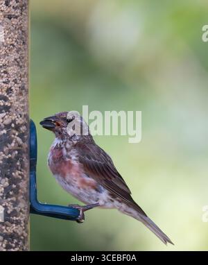 Juvénile mâle maison finch perché à une mangeoire d'oiseaux avec une graine de tournesol dans son bec. Photographié de profil à North Berwick, Maine. Banque D'Images
