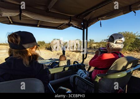Couple regardant les éléphants d'Afrique (Loxodonta Africana) sur safari Game Drive - réserve privée de gibier d'Ongava, Namibie, Afrique Banque D'Images