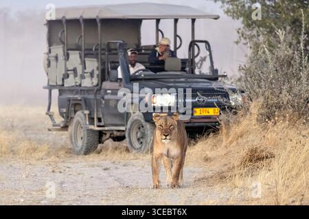 Lionne (Panthera leo) avec véhicule de safari en arrière-plan - réserve privée d'Ongava, Namibie, Afrique Banque D'Images