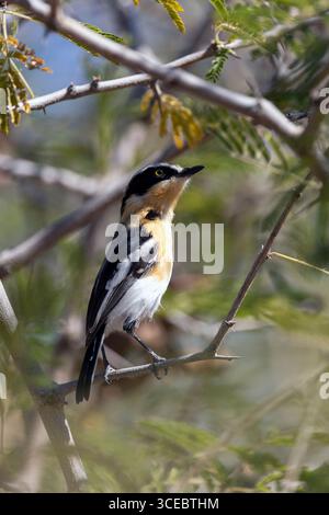 Femme Pririt Batis (Batis pririt) - réserve privée d'Ongava, Namibie, Afrique Banque D'Images