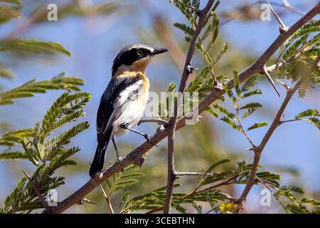 Femme Pririt Batis (Batis pririt) - réserve privée d'Ongava, Namibie, Afrique Banque D'Images