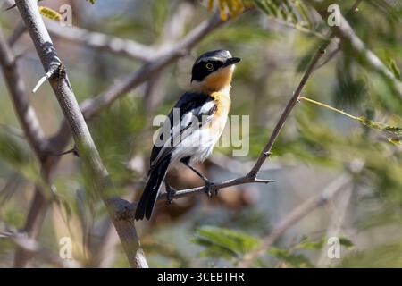 Femme Pririt Batis (Batis pririt) - réserve privée d'Ongava, Namibie, Afrique Banque D'Images