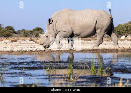 Rhinocéros blancs du sud ou rhinocéros blancs du sud (Ceratotherium simum simum) - frontière orientale du parc national d'Etosha, Namibie, Afrique Banque D'Images