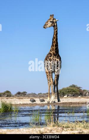 Girafe angolaise (Giraffa camelopardalis angolensis) et pintades casquées (Numida meleagris) au point d'eau - Onkolo Hide, réserve naturelle d'Onguma, Nam Banque D'Images