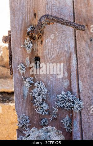 Lichen poussant à la porte dans la ville minière abandonnée d'Elizabeth Bay - près de Luderitz, Namibie, Afrique Banque D'Images