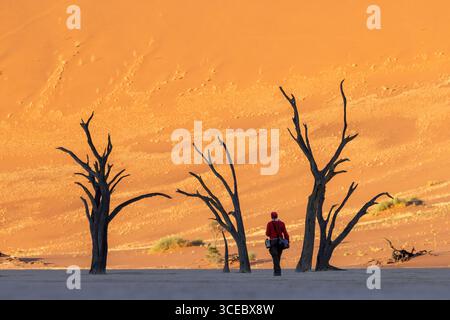 Personne marchant parmi les camélidés morts dans le paysage surréaliste de Deadvlei - Parc National Namib-Naukluft, Namibie, Afrique Banque D'Images