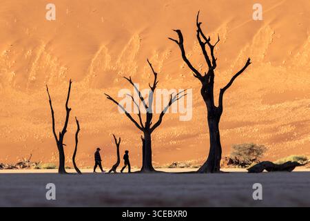 Les gens marchant parmi les camélidés morts dans le paysage surréaliste de Deadvlei - Parc National Namib-Naukluft, Namibie, Afrique Banque D'Images
