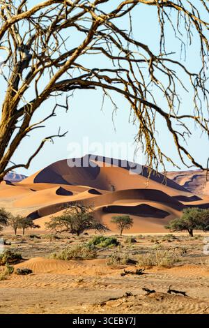 Dunes de sable extra-terrestres près de Sossusvlei dans le parc national Namib-Naukluft, Namibie, Afrique Banque D'Images