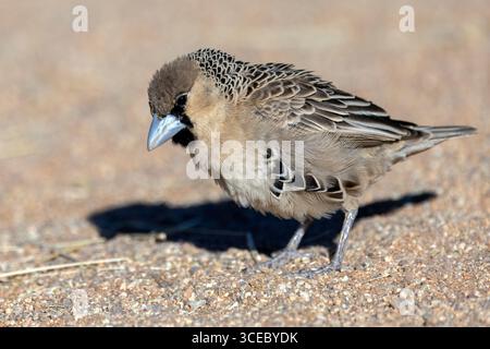 Tisserand sociable (Philetairus socius) - Solitaire, région de Khomas, Namibie, Afrique Banque D'Images