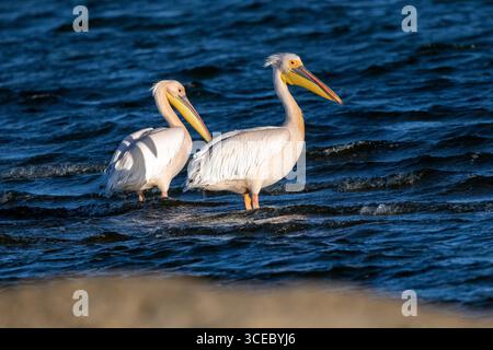 Grands pélicans blancs (Pelecanus onocrotalus) - Walvis Bay, Namibie, Afrique Banque D'Images