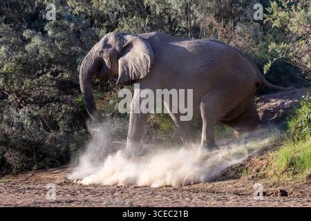 Éléphant d'Afrique (adapté au désert) Bull - vallée de la rivière Hoanib, Namibie, Afrique Banque D'Images
