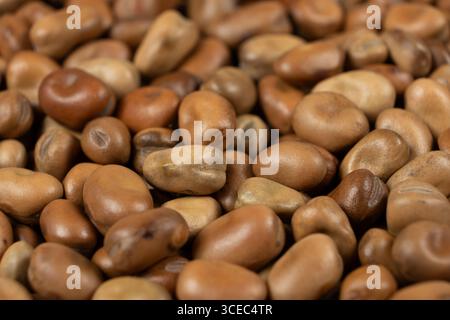 Macro de haricots vicia faba crus secs entiers non cuits Banque D'Images