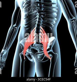 Cette illustration 3D montre la position anatomique des muscles principaux du psoas sur le corps radiographique Banque D'Images