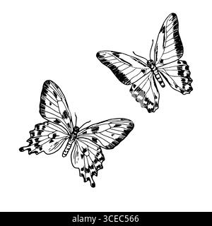 Papillon gracieux avec des ailes, croquis noir et blanc. Illustration vectorielle. Un ensemble de silhouettes d'insectes, isolées sur un fond blanc. Le thème Illustration de Vecteur