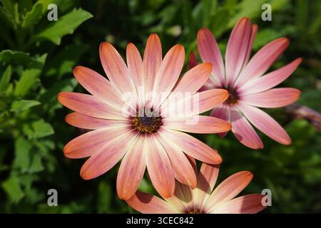 Marguerites africaines colorées en fleurs. fleurs de jardin fraîches et feuillage vert Banque D'Images