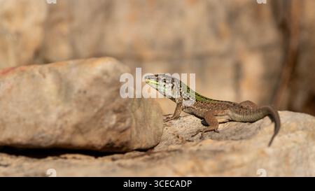 Lézard mural commun se prélassant sur la roche ensoleillée chaude dans l'habitat naturel. Banque D'Images