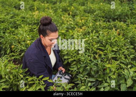 Agronome féminin inspectant les cultures avec tablette numérique en serre Banque D'Images