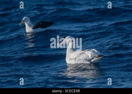 Albatros enneigés, Diomedea exulans, classés vulnérables, avec Albatros à coiffe blanche, Thalassarche cauta steadi, classé comme quasi menacé, Banque D'Images